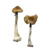 Two A+ Magic Mushrooms with thick stems and textured brown caps are displayed against a white background. Their wrinkled appearance adds intrigue to the composition.