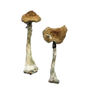 Two A+ Magic Mushrooms with thick stems and textured brown caps are displayed against a white background. Their wrinkled appearance adds intrigue to the composition.