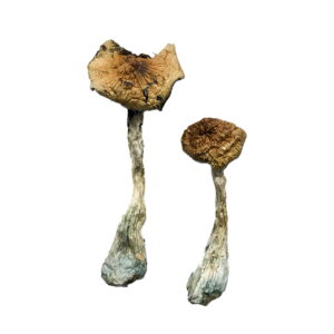 Two A+ Magic Mushrooms, characterized by their elongated stems and slightly shriveled brown caps, rest against a plain white background.