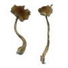 Two Alacabenzi Magic Mushrooms with tall, twisted stems and dark, wavy caps are displayed vertically against a plain white background, highlighting their textured appearance.