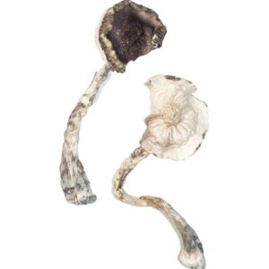 Two Albino A+ Magic Mushrooms, featuring long, twisted stems and dark, textured caps, sit against a white background.