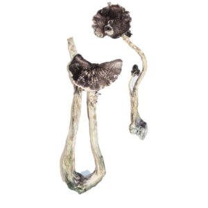 Two Albino A+ magic mushrooms with long, twisted stems and dark, textured caps are artfully positioned against a white background.