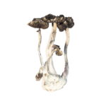 Five dried, long-stemmed Albino A+ Magic Mushrooms with dark caps rest against a plain white background.