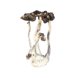 Five dried, long-stemmed Albino A+ Magic Mushrooms with dark caps rest against a plain white background.