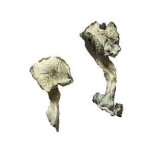 On a plain white background, two dried Albino Cambodians Magic Mushrooms display wavy, textured surfaces with slightly bluish-green edges.