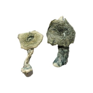 Two Albino Cambodians Magic Mushrooms lie on a white background, showcasing their wrinkled texture and mottled gray and beige hues. The slightly discolored caps and twisted, shriveled stems evoke natures mysterious artistry.