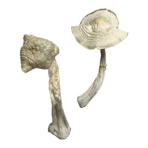 Two Albino Louisiana Magic Mushrooms, with textured white caps and elongated stems, are placed on a plain white background. One stands upright while the other is tilted.