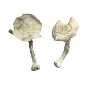 On a plain white background, two Albino Louisiana Magic Mushrooms with irregular caps and curved stems exhibit wide-open gills, giving them a rugged, natural look.