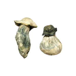 Two Albino Penis Envy Magic Mushrooms lie against a white background, displaying wrinkled stems and caps in a blend of beige and greenish hues.