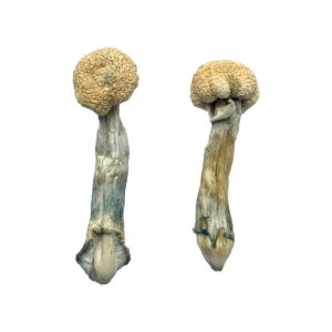 Two Albino Treasure Coast Magic Mushrooms, showcasing round, textured caps and wrinkled stems against a white background. The light brown caps with greenish stems evoke the mystical allure of magic mushrooms.