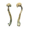 Pair of dried Albino Treasure Coast Magic Mushrooms featuring long, curved stems and textured caps on a white background.