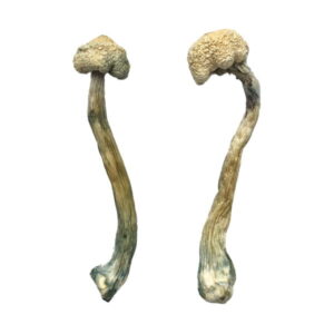 Pair of dried Albino Treasure Coast Magic Mushrooms featuring long, curved stems and textured caps on a white background.