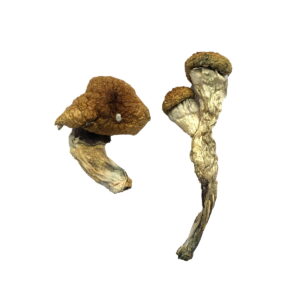 Two dried Amazonian Magic Mushrooms, featuring brown caps and white stems, rest against a plain white background.