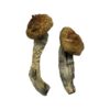Two Amazonian Magic Mushrooms, featuring wrinkled brown caps and thick, elongated stems, rest gracefully against a plain white background.