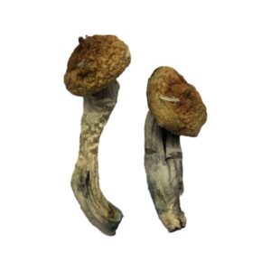 Two Amazonian Magic Mushrooms, featuring wrinkled brown caps and thick, elongated stems, rest gracefully against a plain white background.
