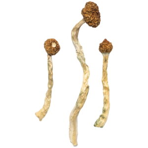 Three Arenal Volcano Magic Mushrooms, with brown caps and twisted, elongated stems, are set against a white background. The stems exhibit a blend of beige and green hues, reminiscent of volcanic landscapes near Arenal Volcano.