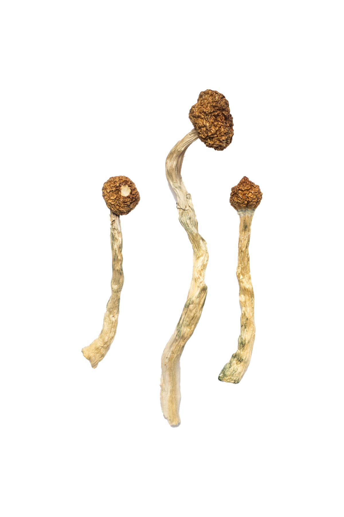 Arenal Volcano Magic Mushrooms Three Arenal Volcano Magic Mushrooms, with brown caps and twisted, elongated stems, are set against a white background. The stems exhibit a blend of beige and green hues, reminiscent of volcanic landscapes near Arenal Volcano.