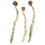 The Arenal Volcano Magic Mushrooms, with their long twisted stems and small wrinkled caps, evoke a sense of mystery against a white backdrop, resembling the looming presence of Arenal Volcano on a foggy day.