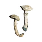 Two textured caps of thick-stemmed Avery’s Albino Magic Mushrooms, slightly bruised with blue hues, are placed on a plain white background—an enigmatic pair.