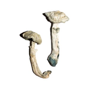 Two textured caps of thick-stemmed Avery’s Albino Magic Mushrooms, slightly bruised with blue hues, are placed on a plain white background—an enigmatic pair.