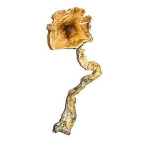 A B+ Magic Mushroom with a wrinkled, twisted stem and a wavy, brownish cap is set against a white background, highlighting its textures and earthy colors.