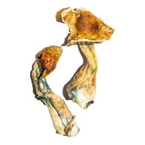 Two B+ Magic Mushrooms with wrinkled brown caps and twisted stems are set against a plain white background, highlighting their unique textures and earthy tones.