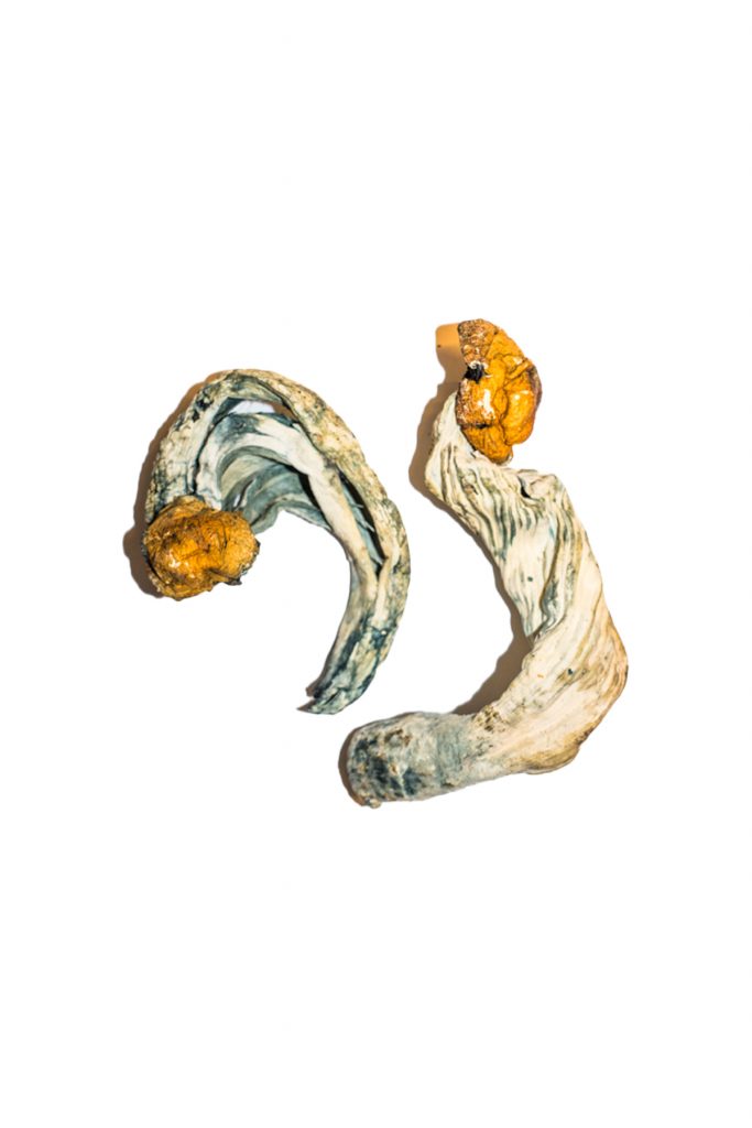 Ecuadorian Magic Mushrooms Ecuadorian Magic Mushrooms