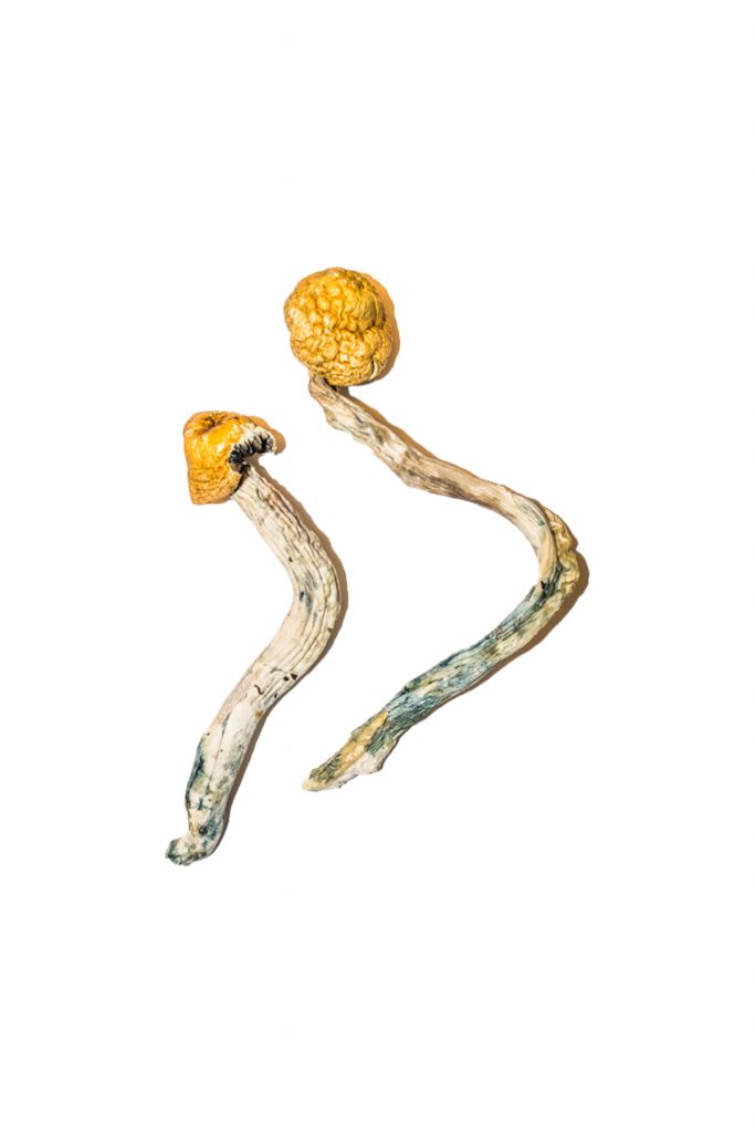 Ecuadorian Magic Mushrooms Ecuadorian Magic Mushrooms