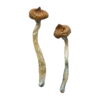 Ecuadorian Magic Mushrooms Ecuadorian Magic Mushrooms