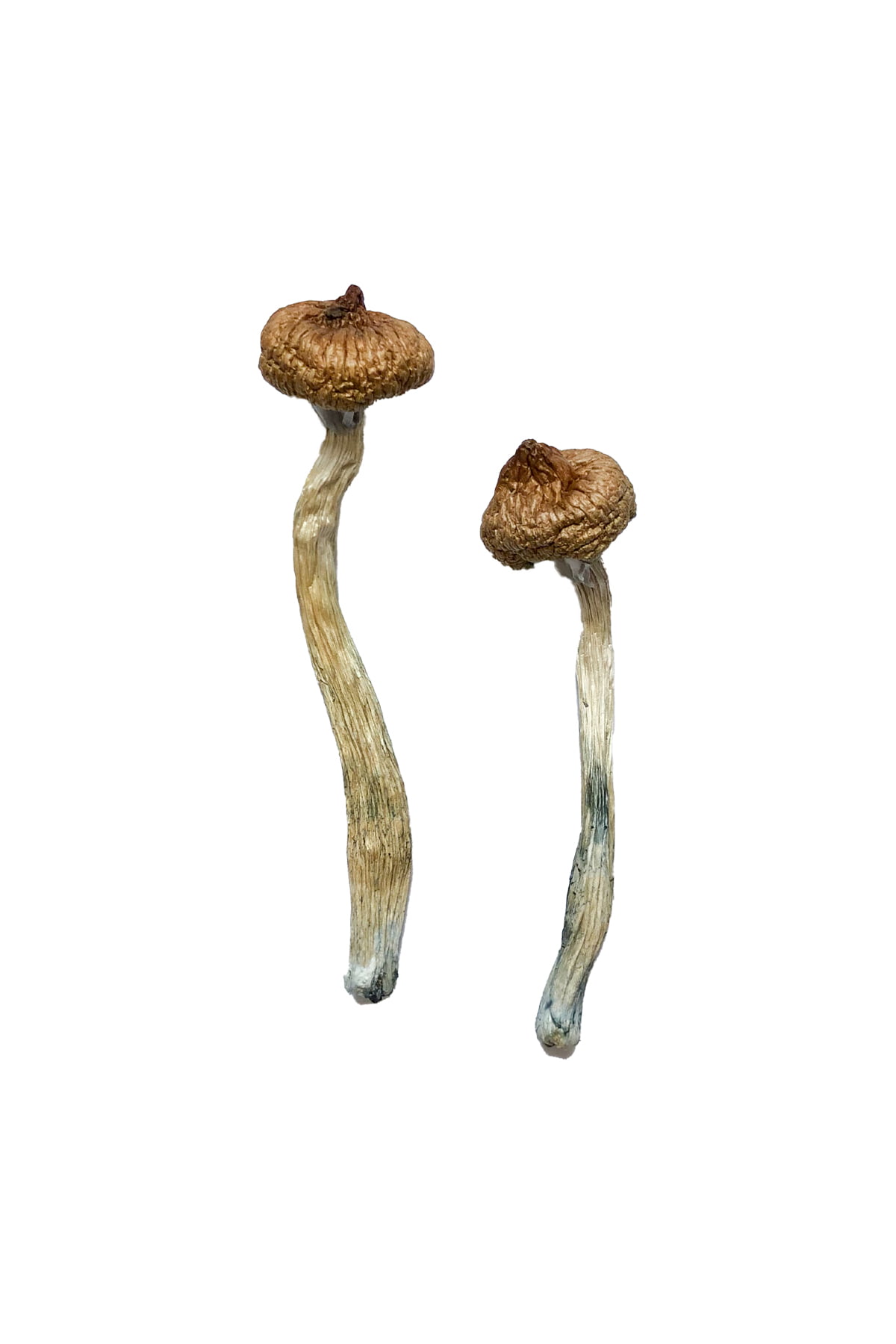 Escondido Magic Mushrooms Escondido Magic Mushrooms