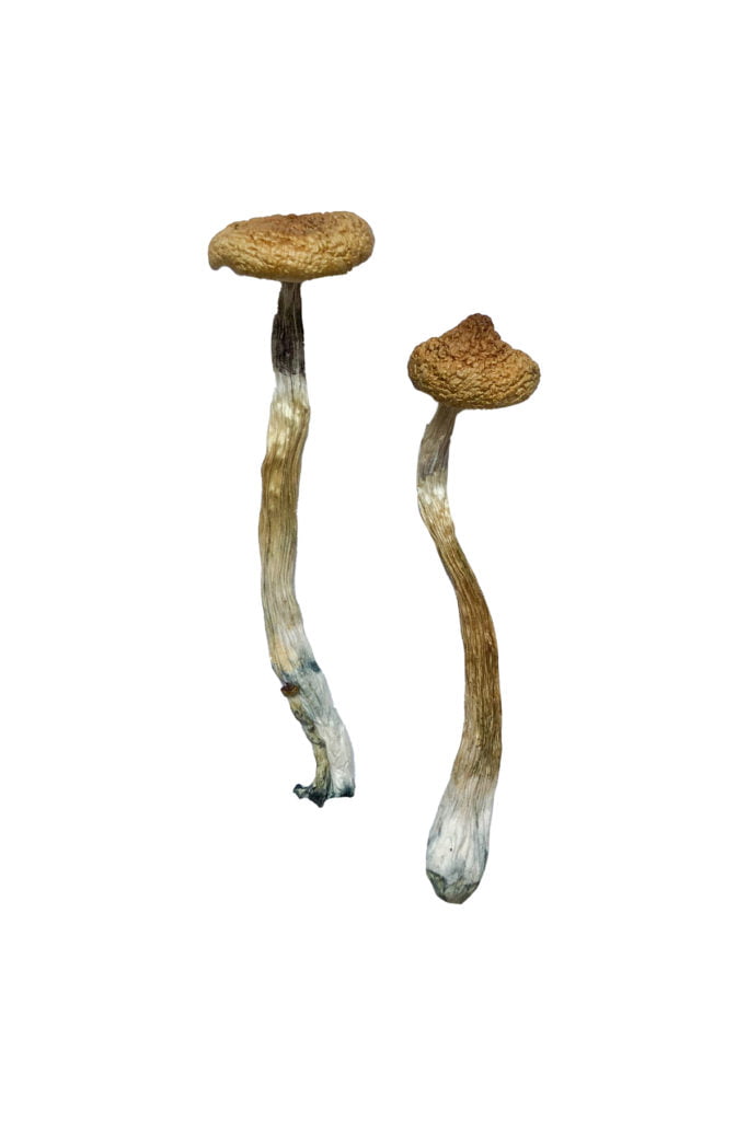 Escondido Magic Mushrooms Escondido Magic Mushrooms