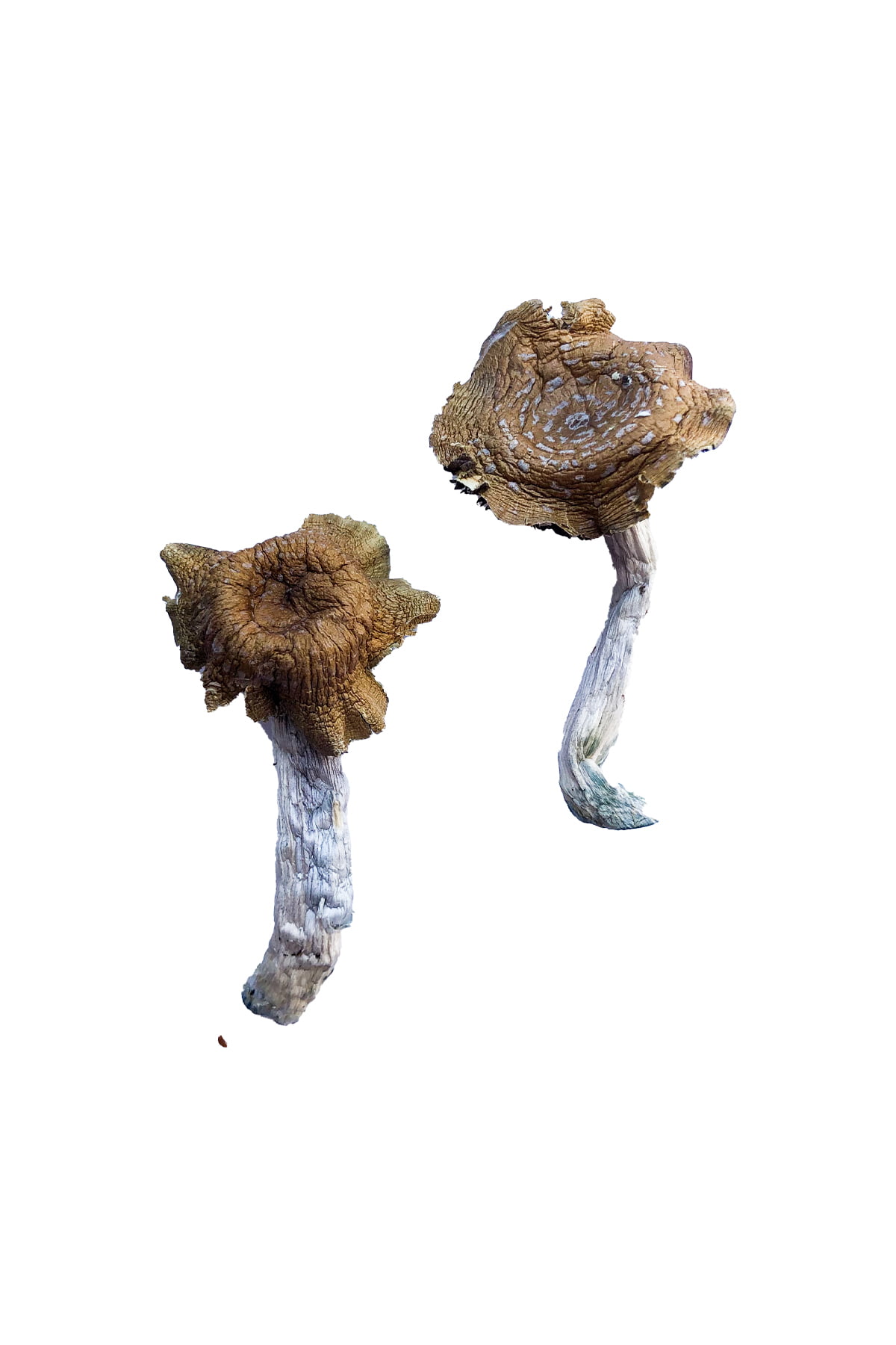 Florida White (F+) Magic Mushrooms Florida White (F+) Magic Mushrooms