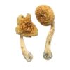 Golden Teacher Special Magic Mushrooms Golden Teacher Special Magic Mushrooms