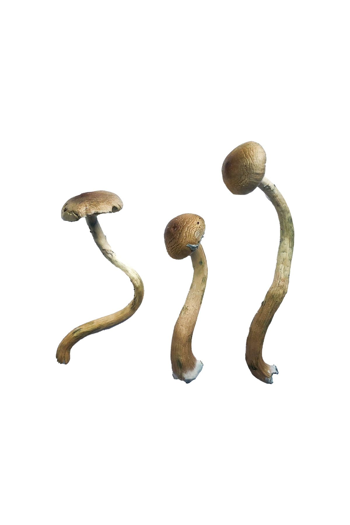 Golden Teacher Special Magic Mushrooms Golden Teacher Special Magic Mushrooms