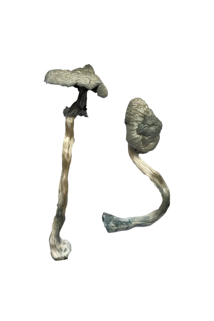 Featured Special ‘Half Oz’ Magic Mushrooms (14 grams) Featured Special ‘Half Oz’ Magic Mushrooms (14 grams)