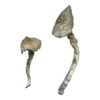 Golden Teachers Magic Mushrooms