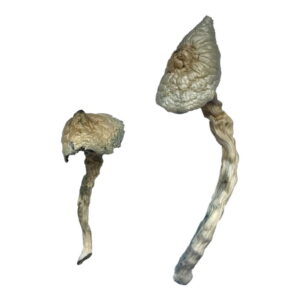 Featured Special ‘Half Oz’ Magic Mushrooms (14 grams)