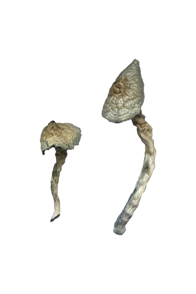 Featured Special ‘Half Oz’ Magic Mushrooms (14 grams) Featured Special ‘Half Oz’ Magic Mushrooms (14 grams)