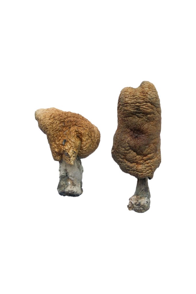 Hawaiian Magic Mushrooms Hawaiian Magic Mushrooms