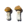 Hawaiian Magic Mushrooms Hawaiian Magic Mushrooms