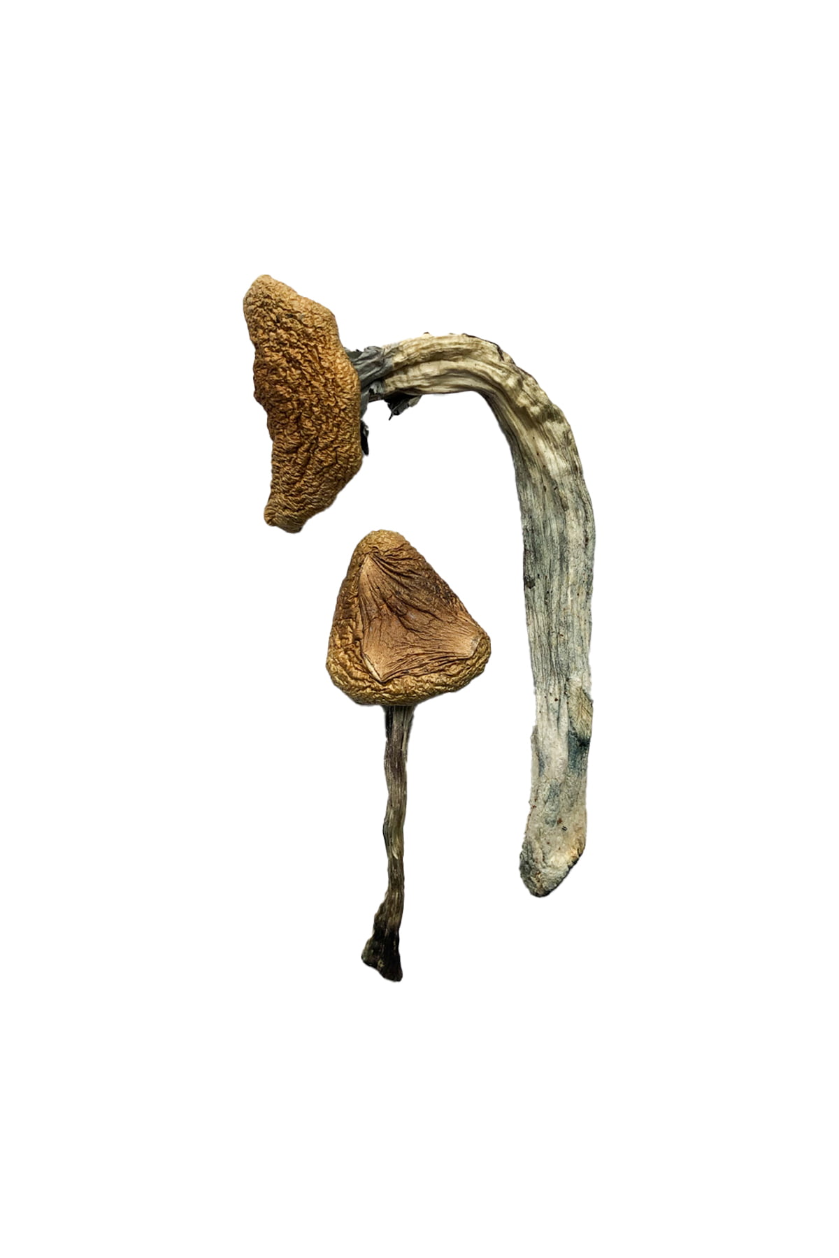 Jedi Mind Fuck Magic Mushrooms Jedi Mind Fuck Magic Mushrooms