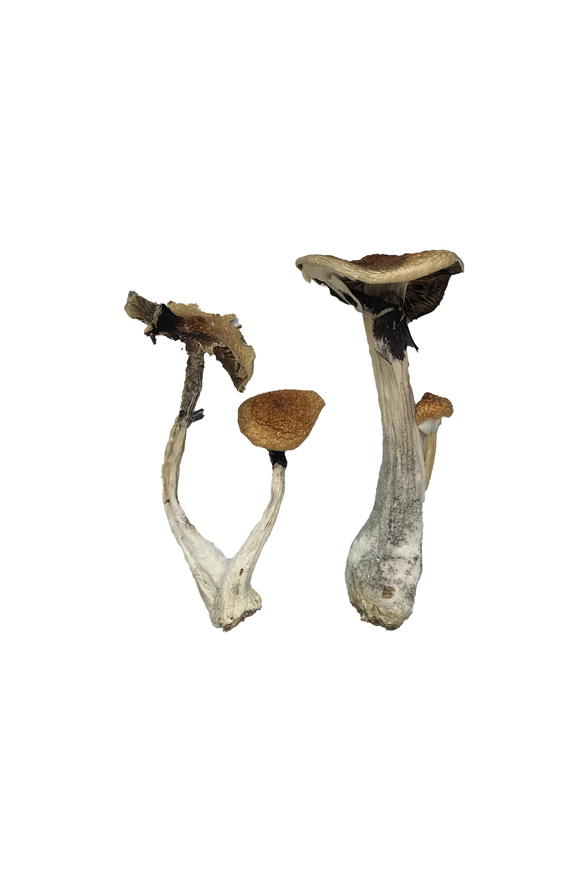 Koh Samui Magic Mushrooms Koh Samui Magic Mushrooms