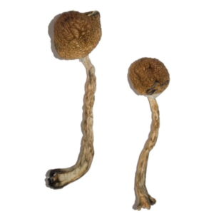 Featured Special ‘Oz’ Magic Mushrooms (28 grams)