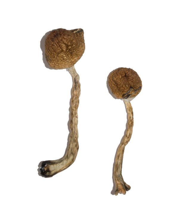 Featured Special ‘Oz’ Magic Mushrooms (28 grams) Featured Special ‘Oz’ Magic Mushrooms (28 grams)