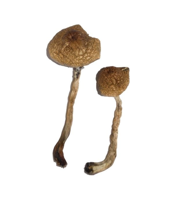 Featured Special ‘Oz’ Magic Mushrooms (28 grams) Featured Special ‘Oz’ Magic Mushrooms (28 grams)