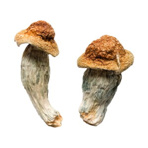 Melmac (Homestead Penis Envy) Magic Mushrooms Melmac (Homestead Penis Envy) Magic Mushrooms
