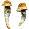 Psilocybe Aztecorum Magic Mushrooms