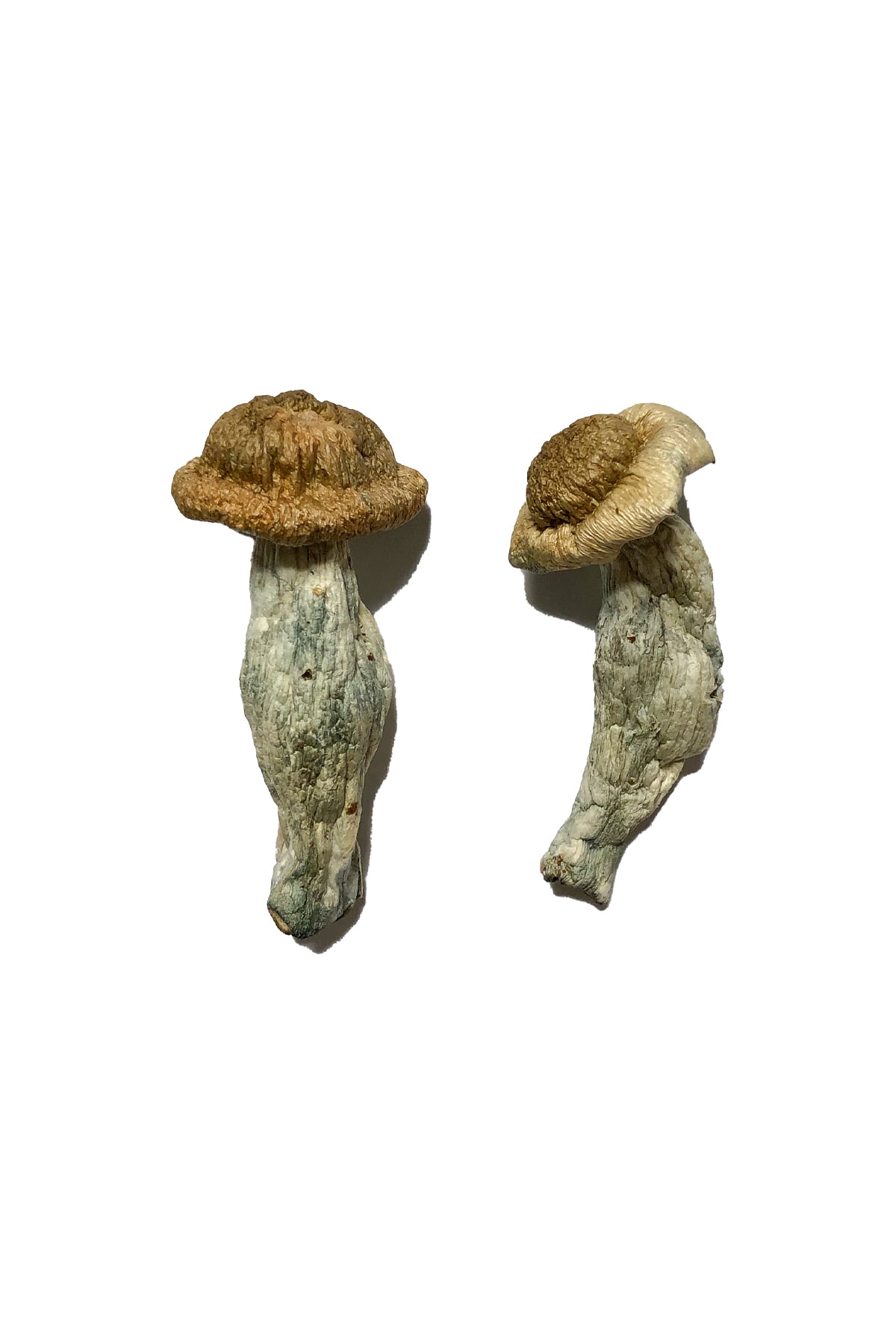 Shepherds Cut Penis Envy Magic Mushrooms Shepherds Cut Penis Envy Magic Mushrooms