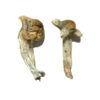 South American Magic Mushrooms South American Magic Mushrooms