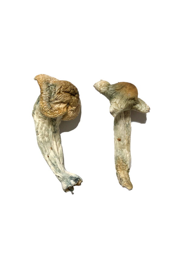Shepherds Cut Penis Envy Magic Mushrooms Shepherds Cut Penis Envy Magic Mushrooms